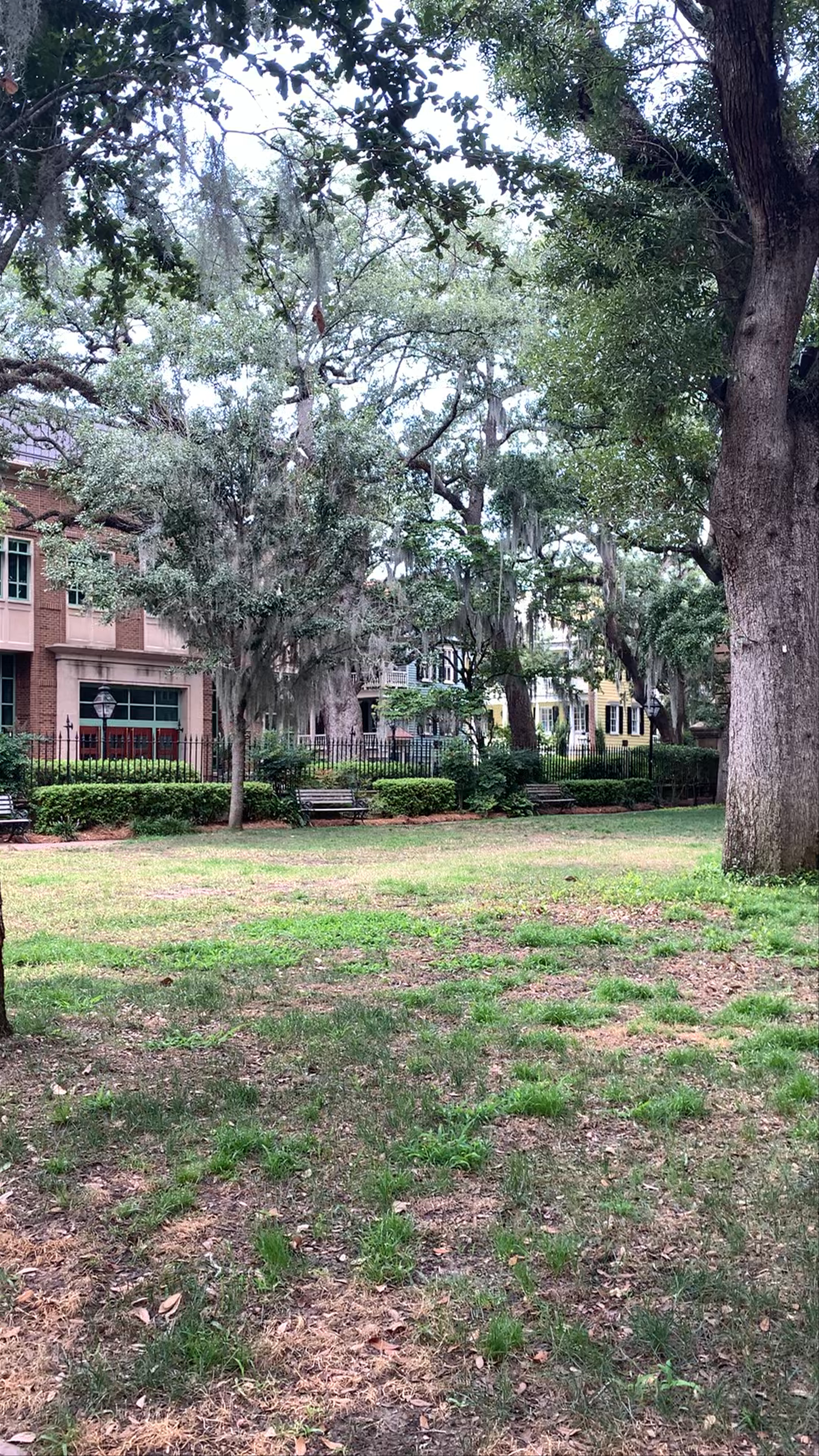 Serene Green Space at College of Charleston, South Carolina