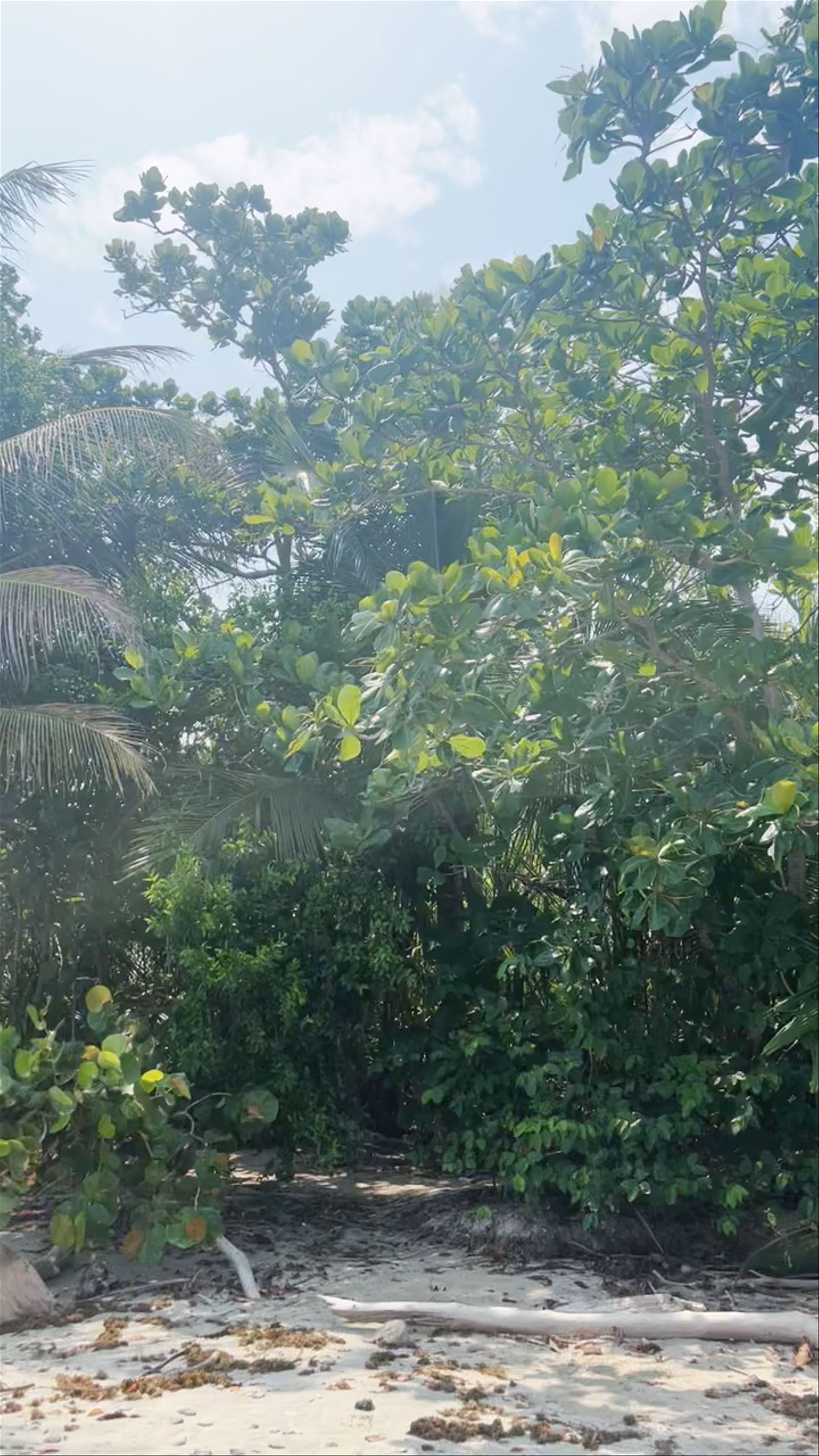 Cahuita National Park