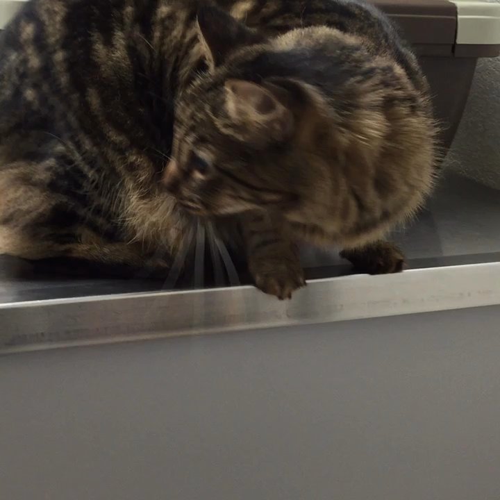 Montecito Veterinary Center - Daisy at her first visit - Veterinarians Near Me - Santa Rosa, California