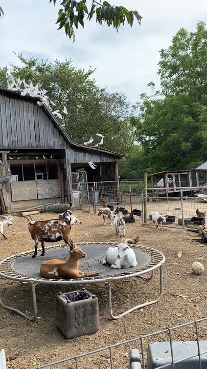 Fantastic Beiling Farm - Just a little dove action! - Attraction Farms Near Me - Pulaski, Tennessee
