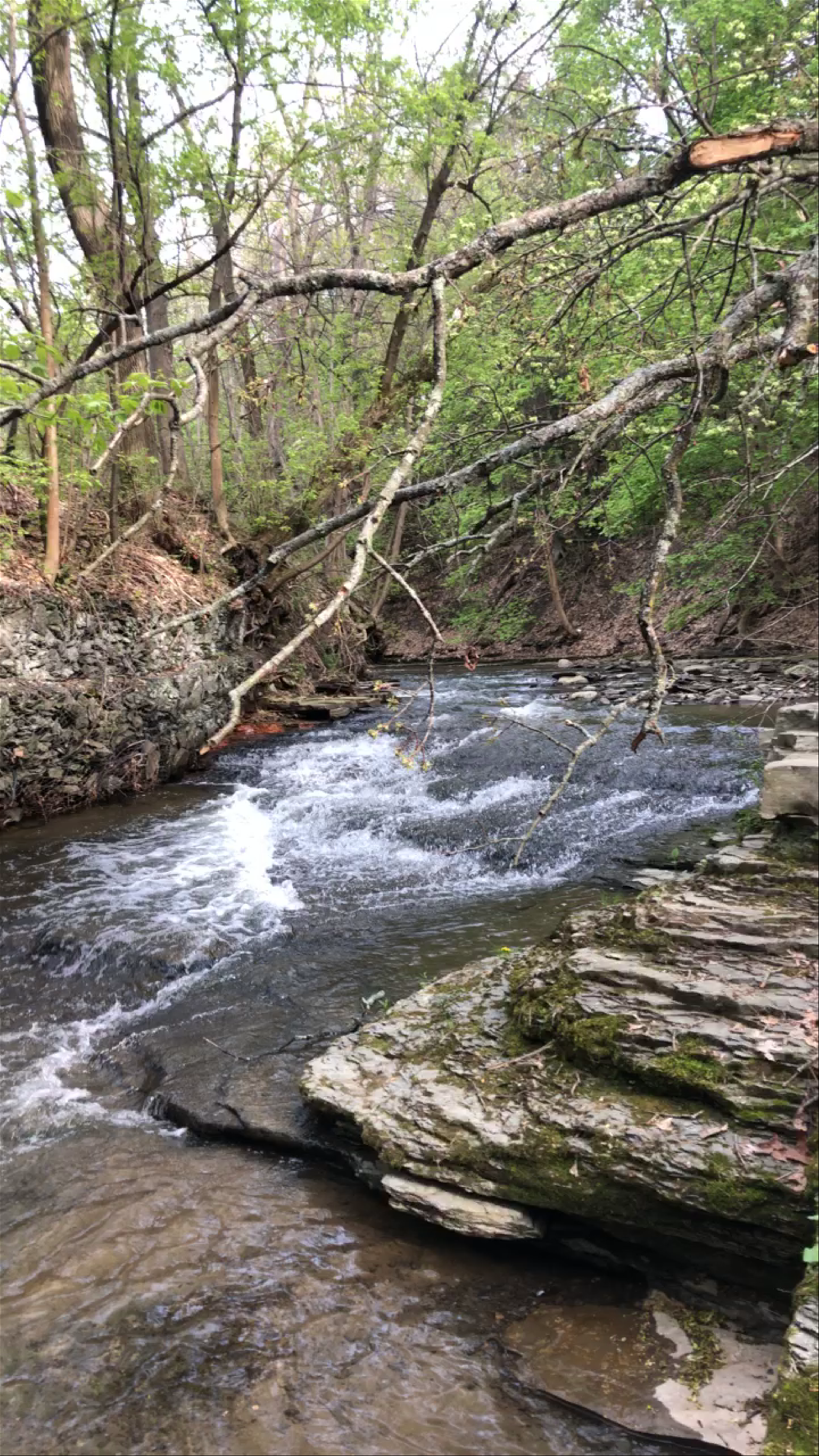 Stream by Upson Hall