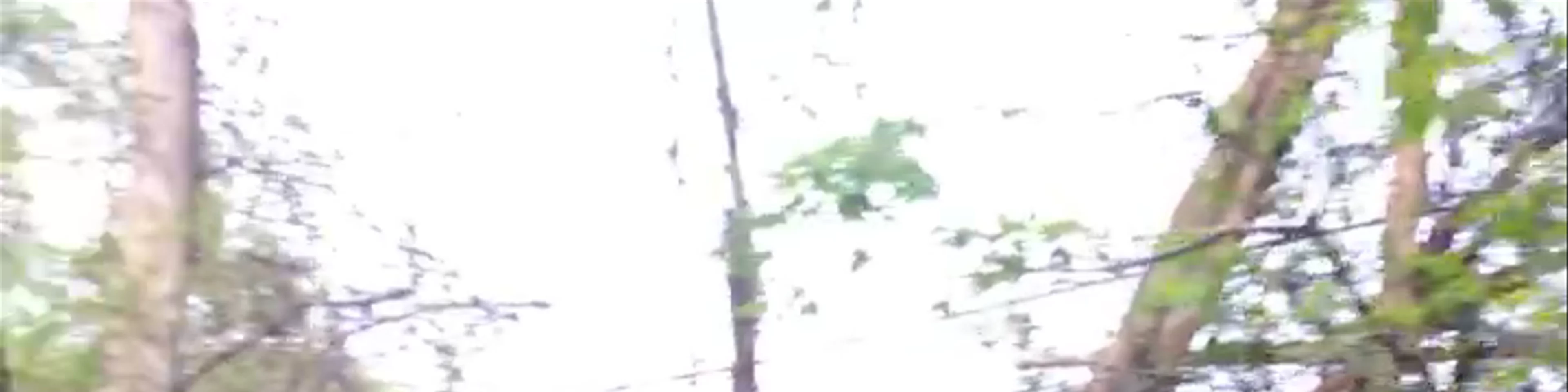 Stream by Upson Hall