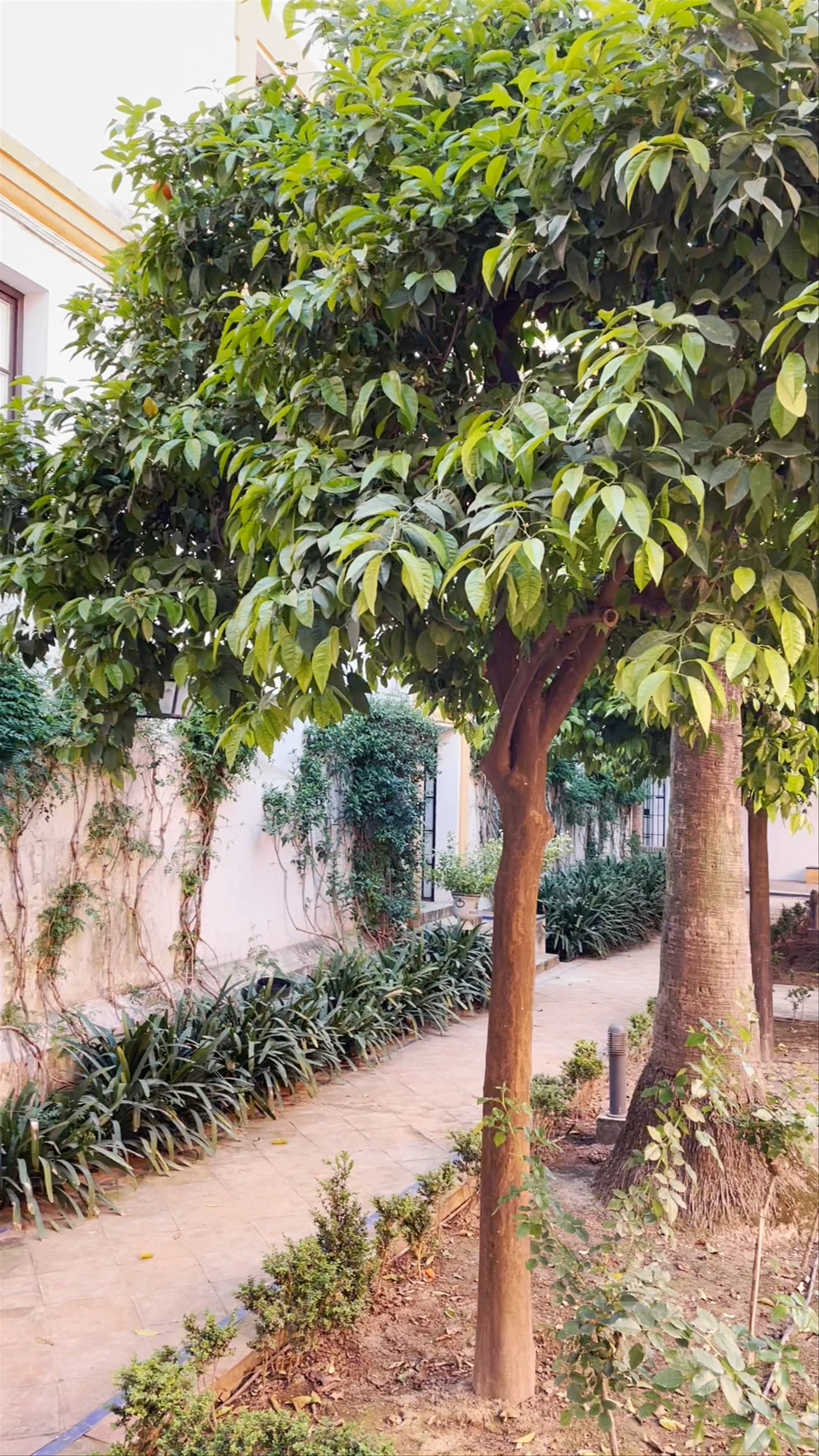 Real Alcázar, Patio de Banderas