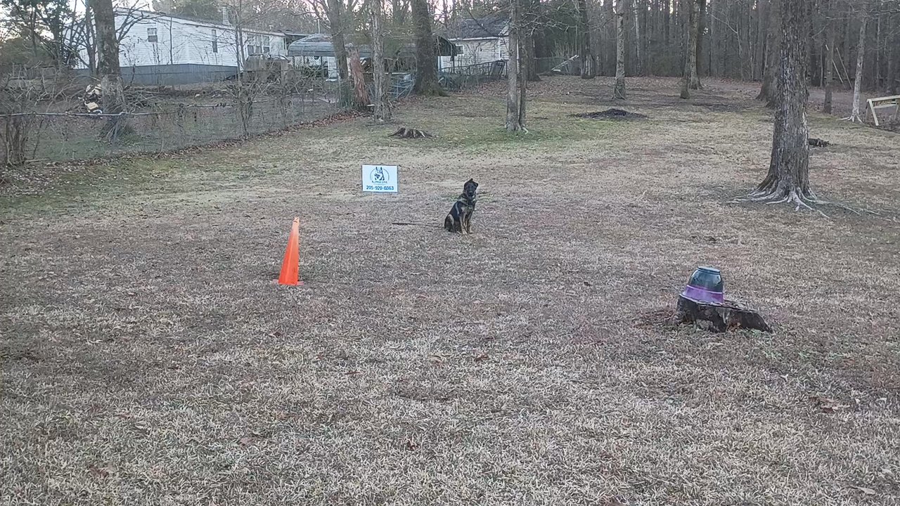 Alpha One K9 Services - Puppy basic obedience training 5 month old German Shepherd. - Pet Training Near Me - Dora, Alabama
