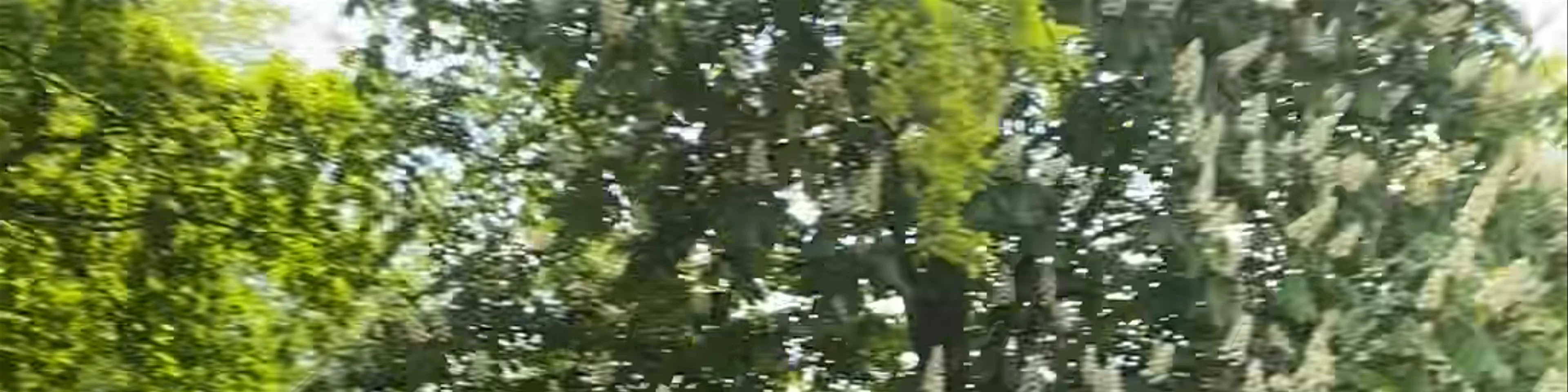 Kungsparken