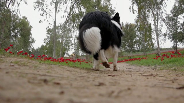 Man walks his dog through the field