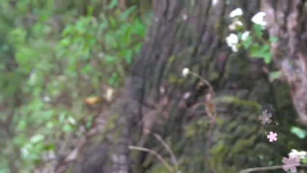 Photo of Kodaikanal Dolphin N