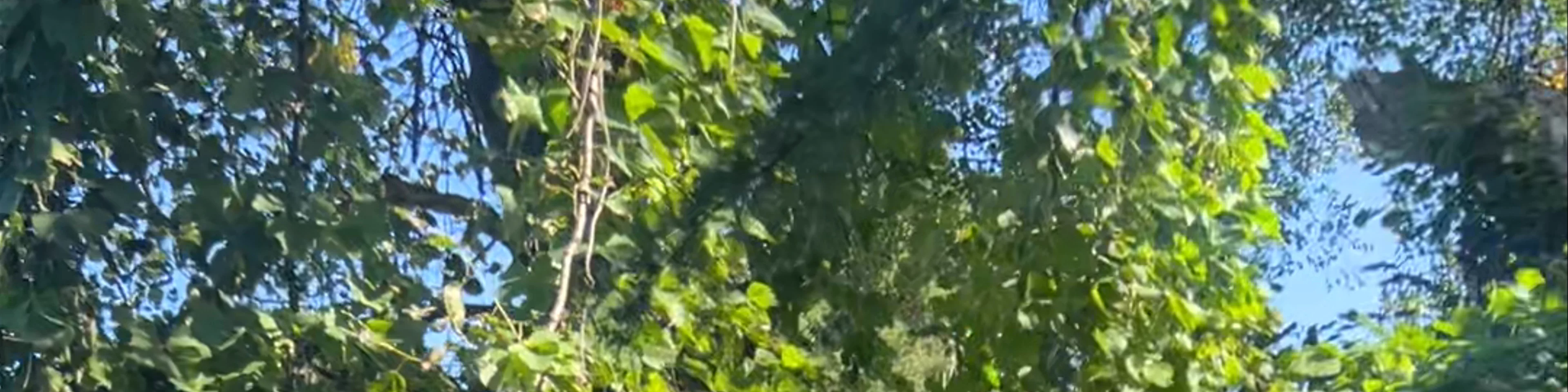 Batumi Zipline