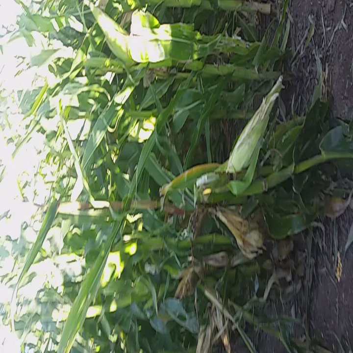 Diana's Pumpkin Patch & Corn Maze - The corn maze! - Pumpkin Patches Near Me - Cañon City, Colorado