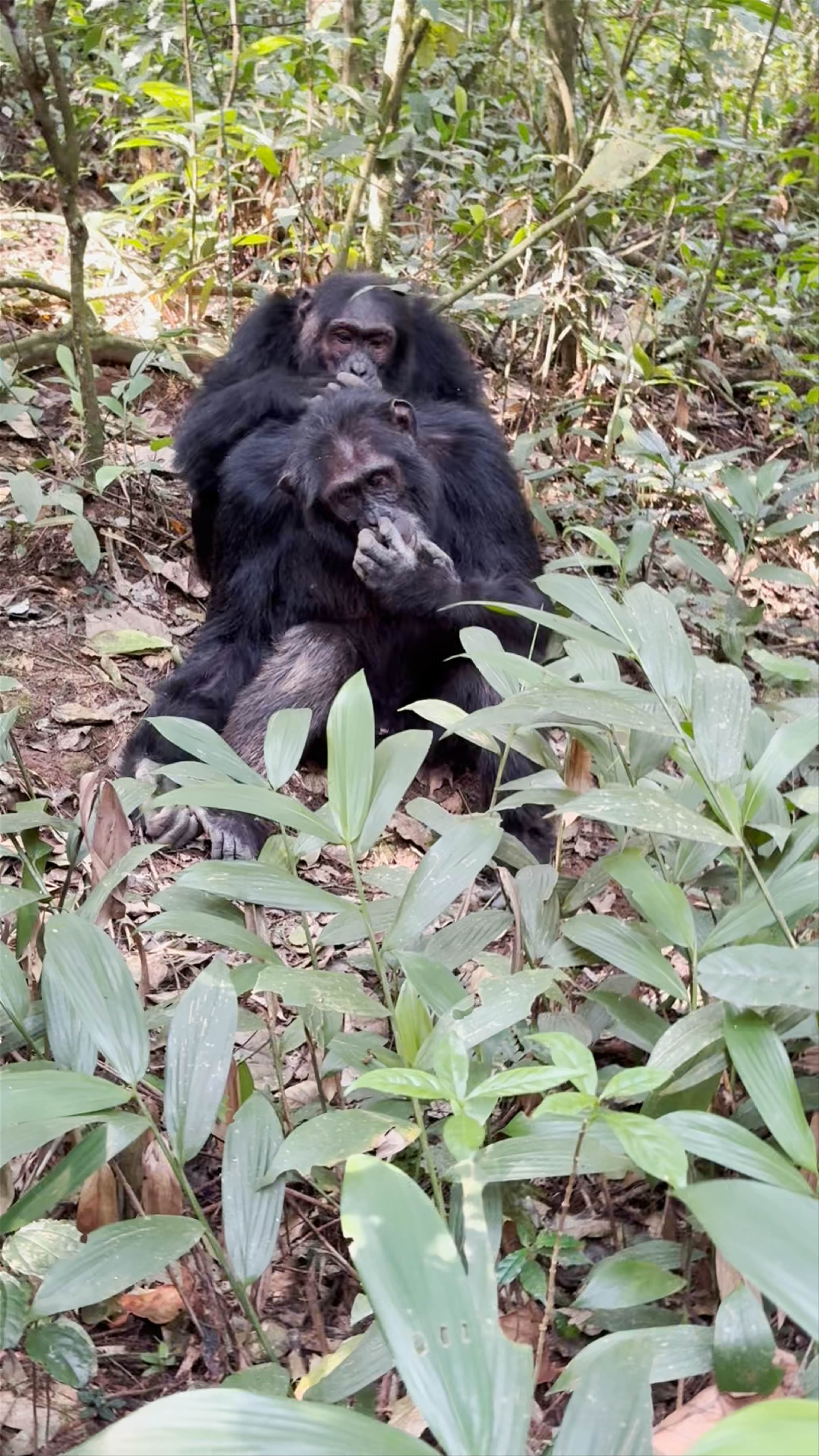 Chimps trails uganda tours