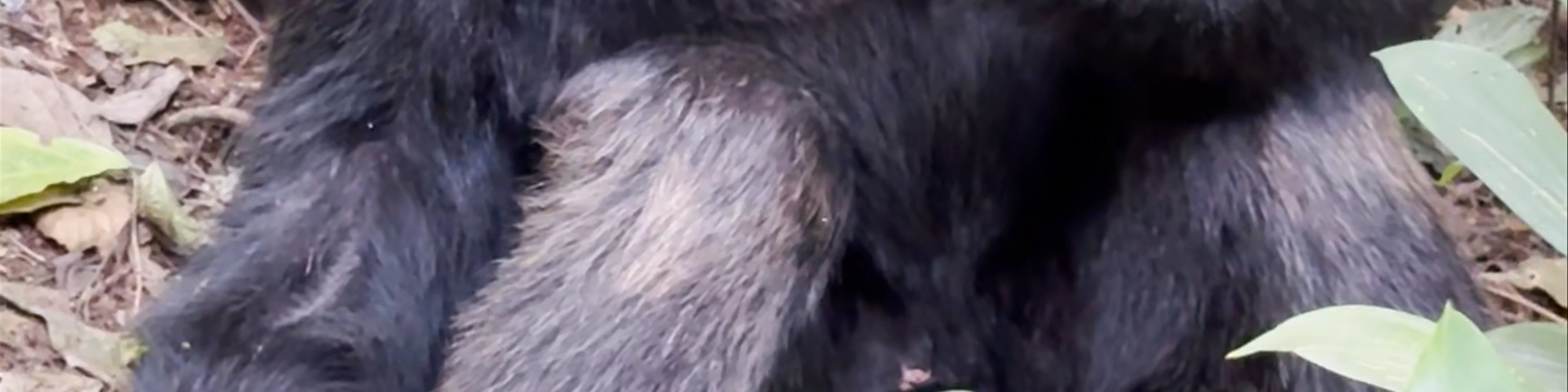 Chimps trails uganda tours