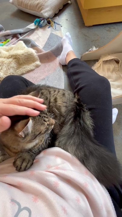 Cat Therapy - My therapy - Pet Adoption Near Me - Santa Barbara, California