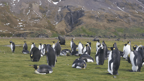 Antarctic fur seals and King Penguins animated gif