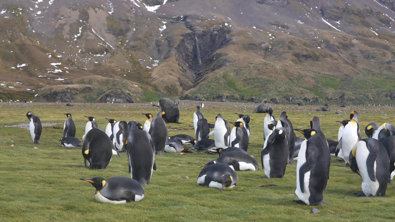 Antarctic fur seals and King Penguins poster