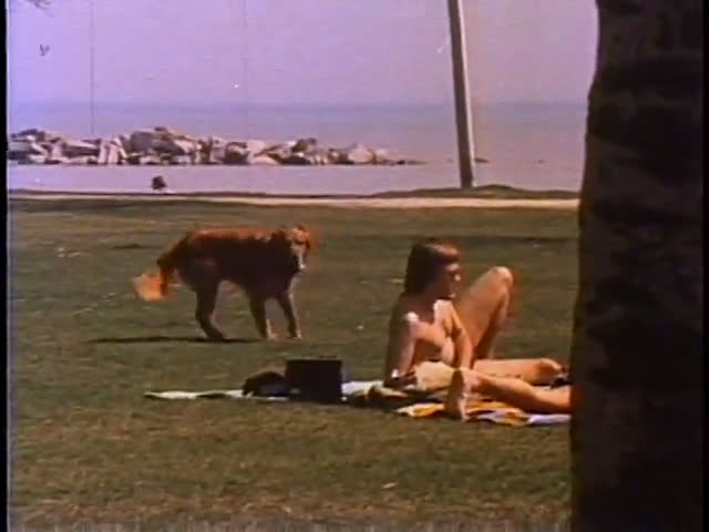 Two dogs, a golden retriever and a dalmatian, interact in a park setting where people are walking and sunbathing on the grass. The golden retriever explores the area while others enjoy the pleasant weather near a lakefront.