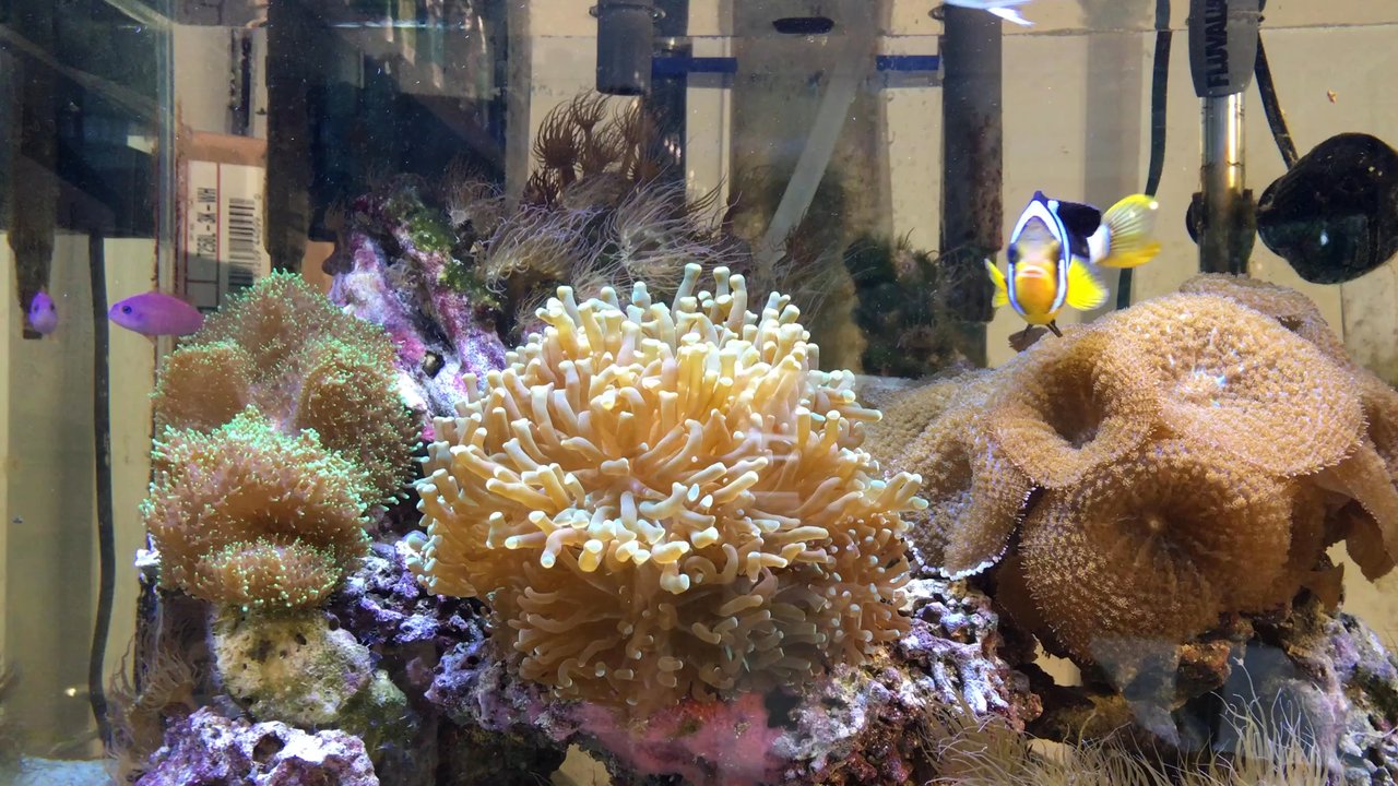 MASC - Amazing coral tank! And yeah, man products. - Cosmetics & Beauty Supply Near Me - Vancouver, British Columbia