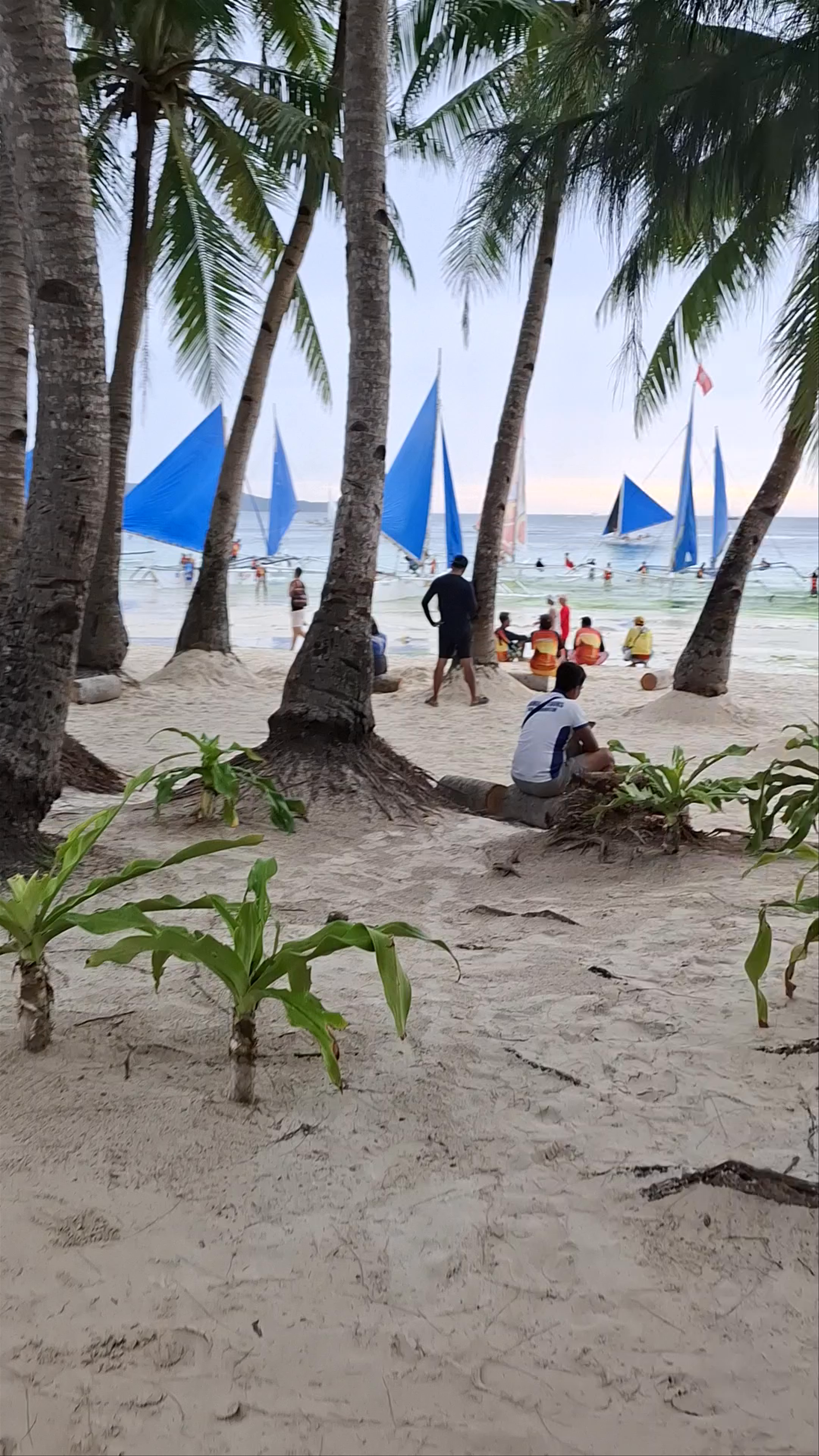 Leaning Coconut Tree and Paraw Sailing at White Beach, Malay, Aklan, Philippines