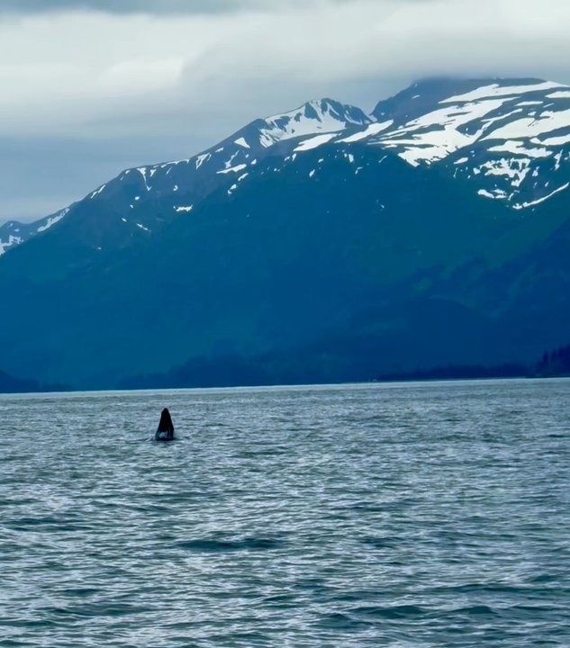 Seldovia Bay Ferry - Grey whale - Tours Near Me - Homer, Alaska