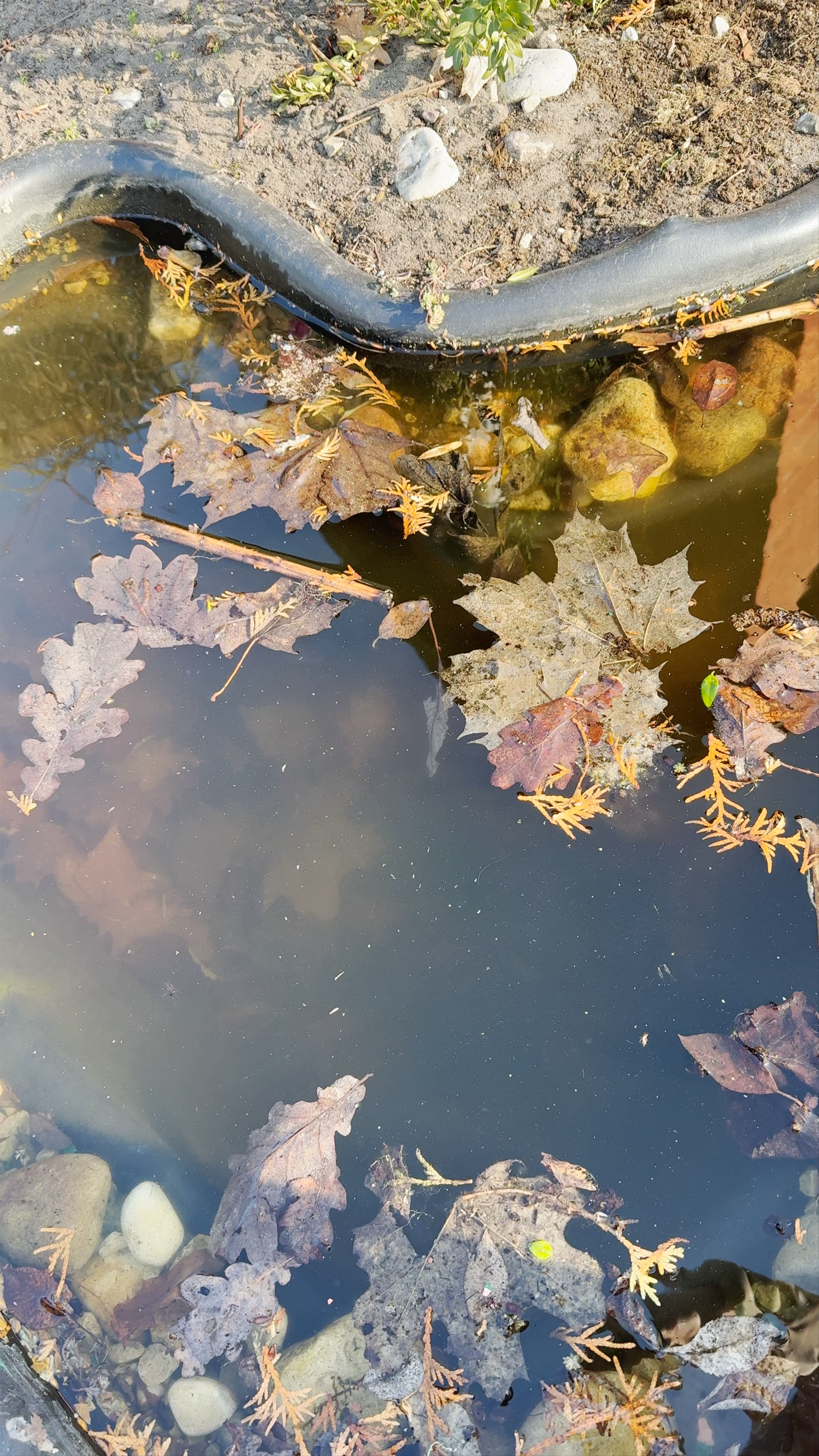 Dobele Roman Catholic Church
