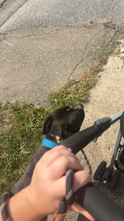 Primal Canine - Bodhi remaining neutral next to the stroller on a small walk around town - Pet Training Near Me - Gilroy, California