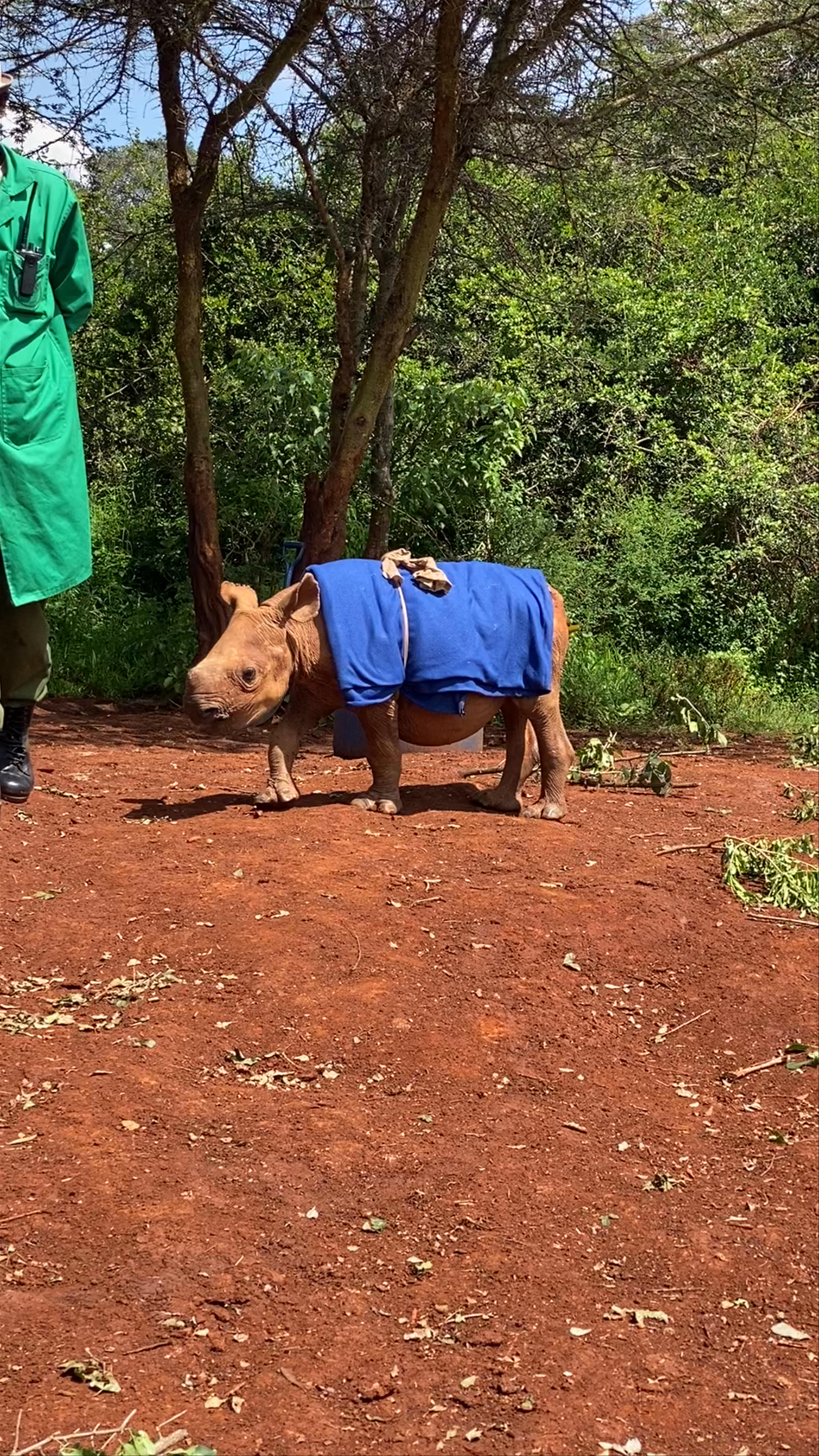 Sheldrick Elephant Orphanage
