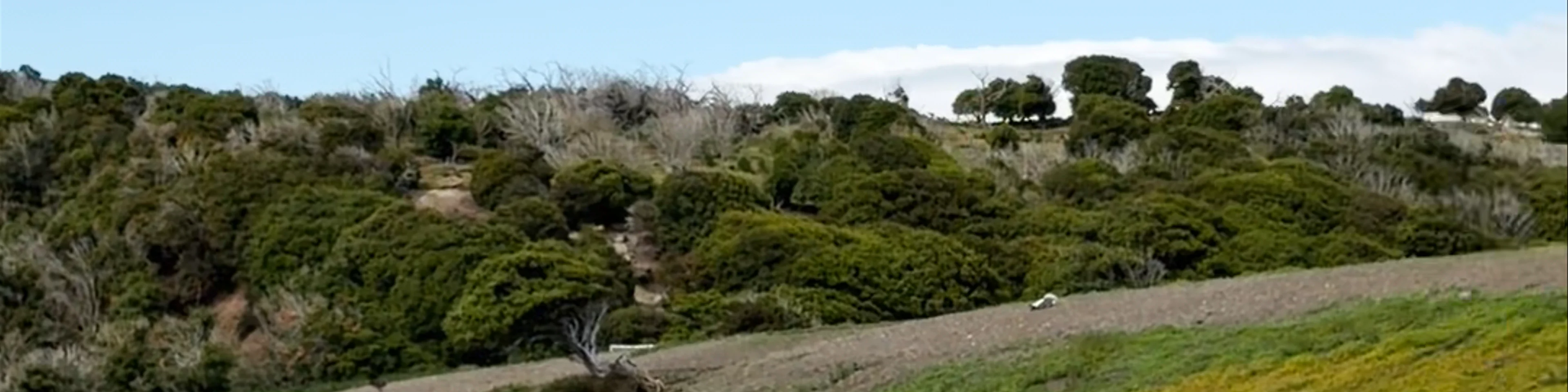 Isla Martillo