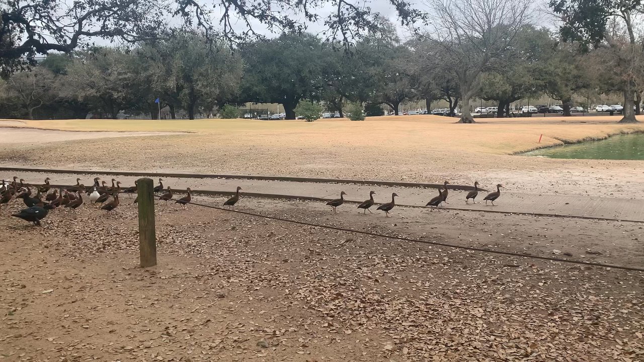 Hermann Park Trail - Parks Near Me - Houston, Texas