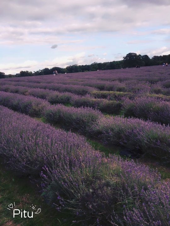 Mayfield Lavender Farm - Flowers & Gifts Near Me - Banstead, XGL