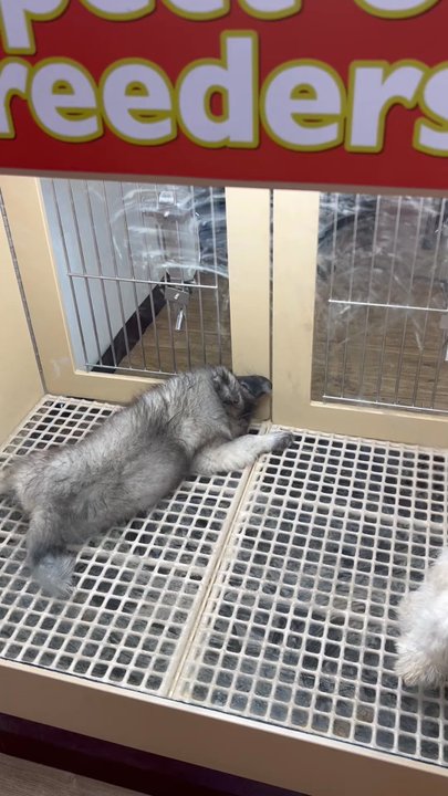 Petland Tulsa - Pet Stores Near Me - Tulsa, Oklahoma