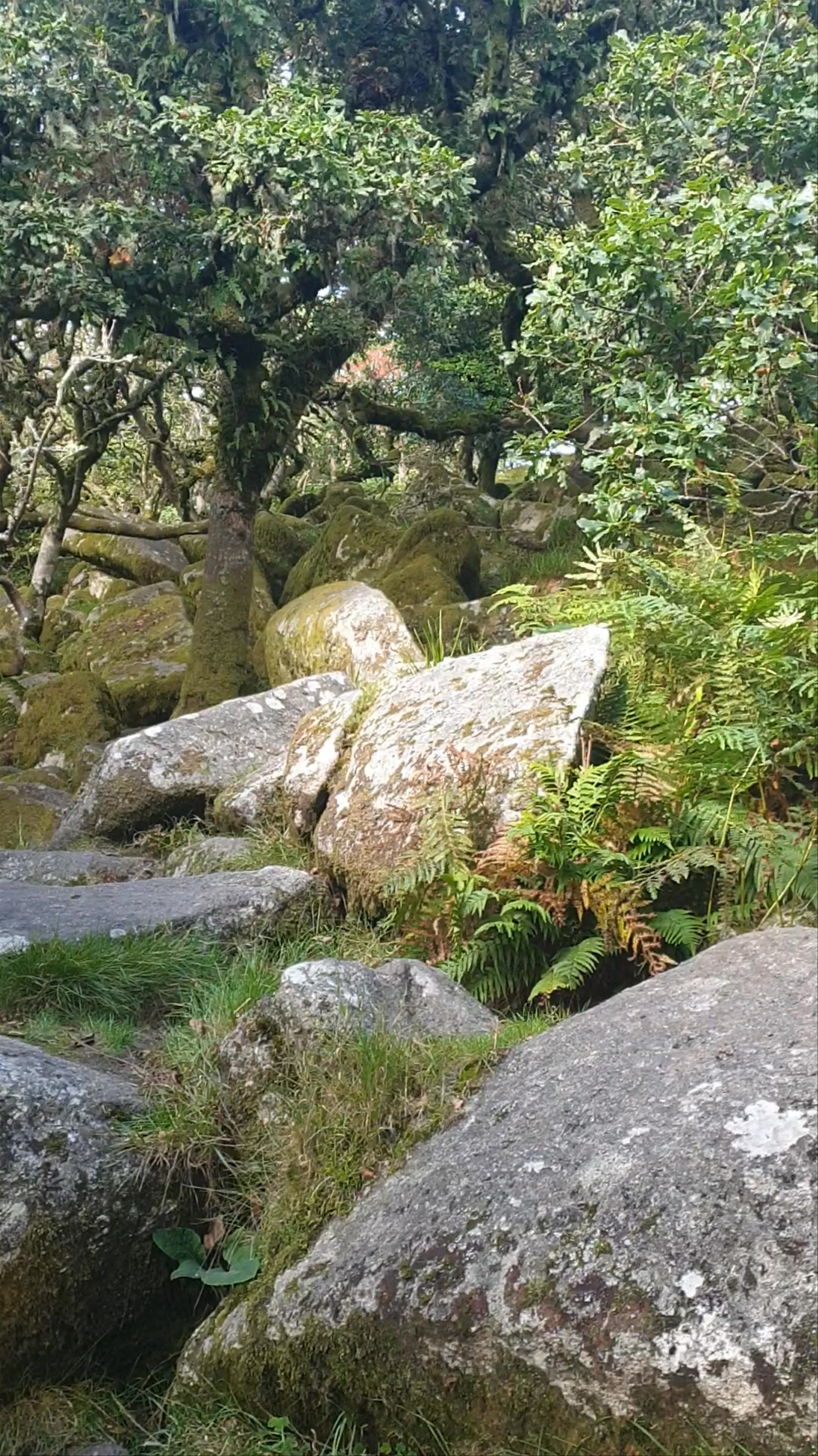 Mystical Walk Through the Moss-Covered Woodland of Two Bridges, Dartmoor