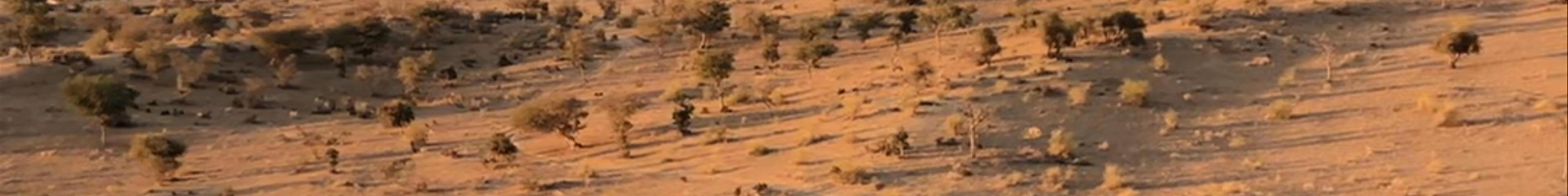 Tours & experiences in Jaisalmer
