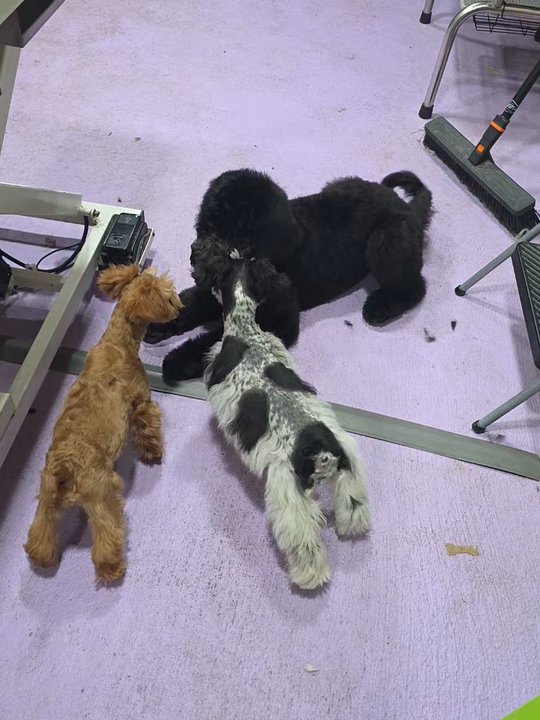 Absolute Grooms - Pet Groomers Near Me