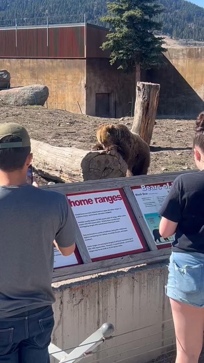 Montana Grizzly Encounter - Maggie eating some of the snacks set out for her - Amusement Parks Near Me - Bozeman, Montana