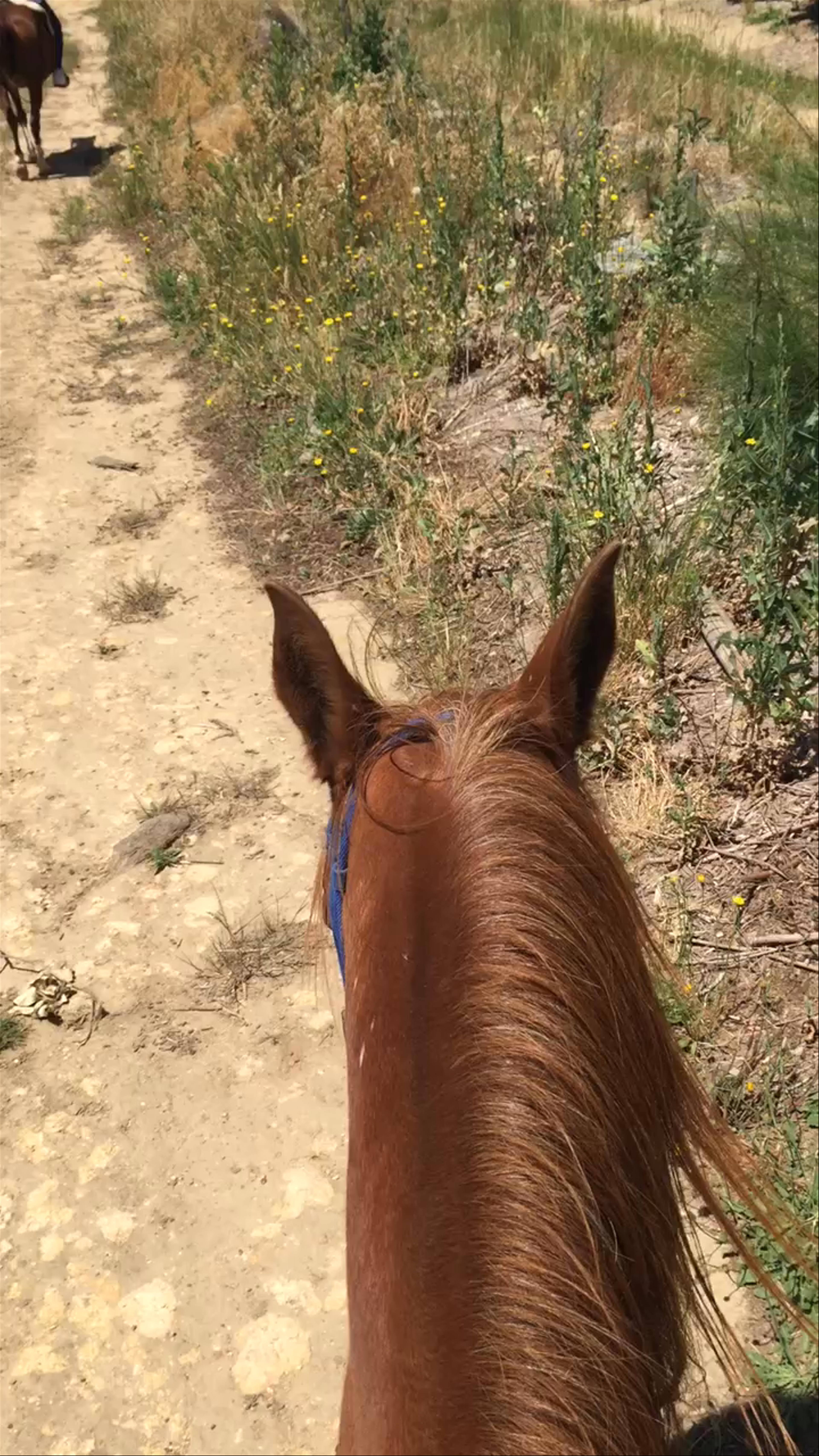 Paradise Cottages and Stables