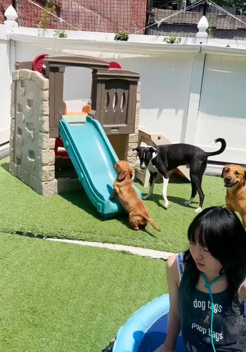ProspectBArk! - Dog Walkers Near Me - Brooklyn, New York