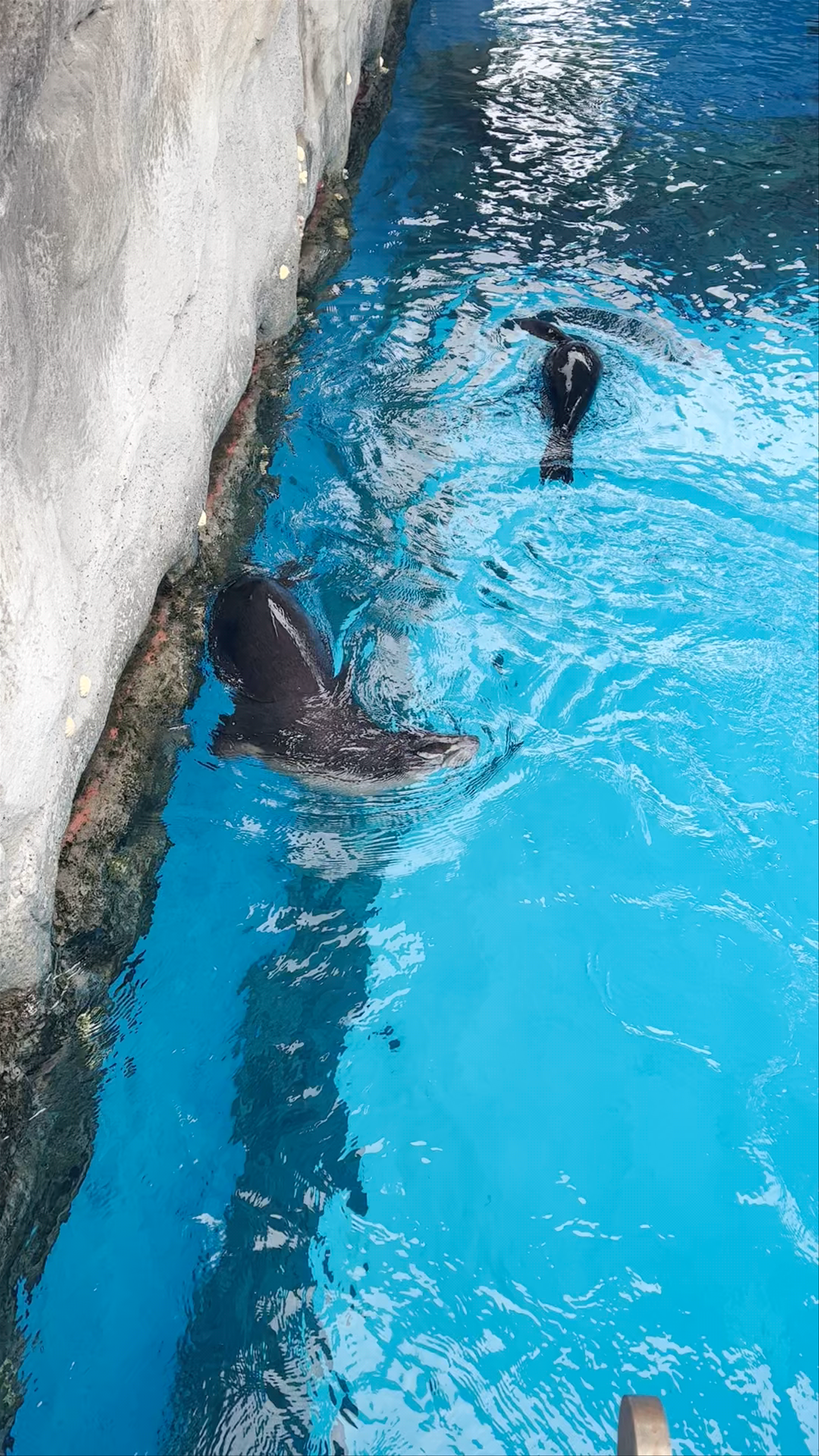 Taronga Zoo Sydney