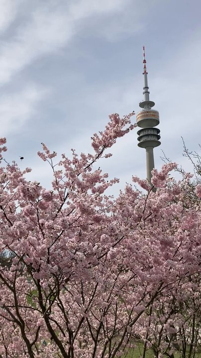 Olympiapark - nice lil cherry blossom bank by Martin Luther King way (Martin-Luther- King Weg) - Amusement Parks Near Me - Munich, BY