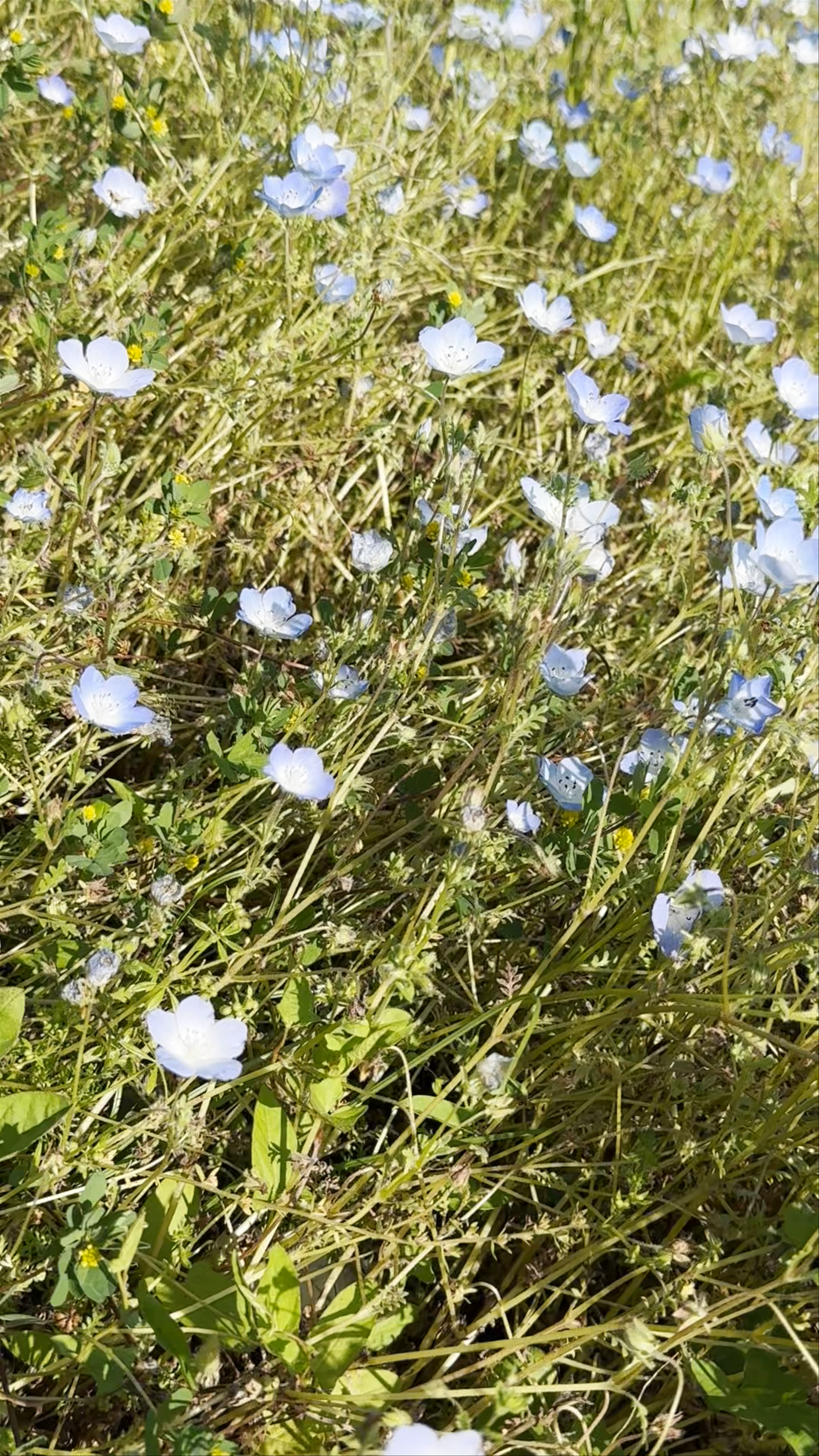 Hitachi Seaside Park