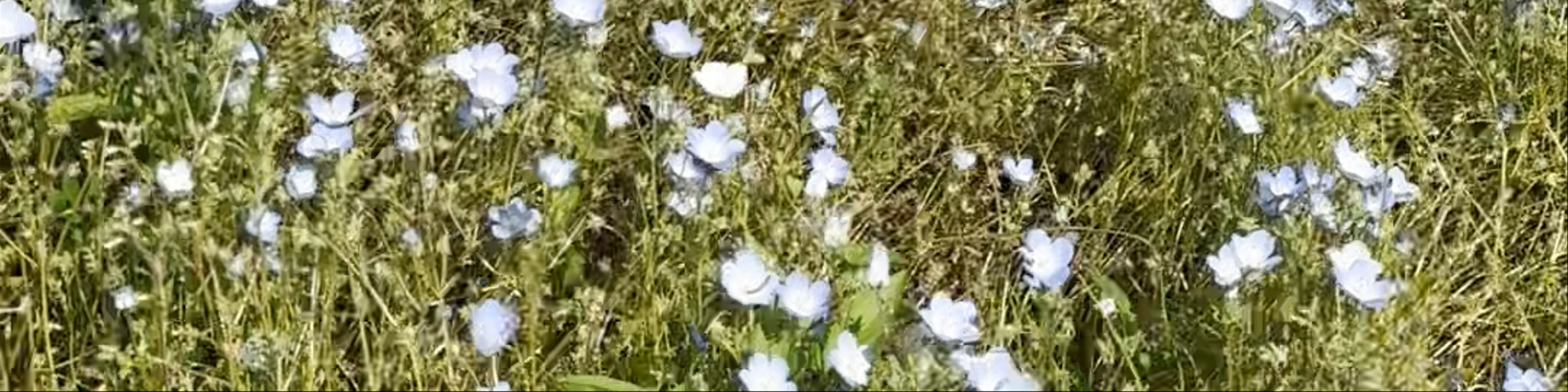 Hitachi Seaside Park