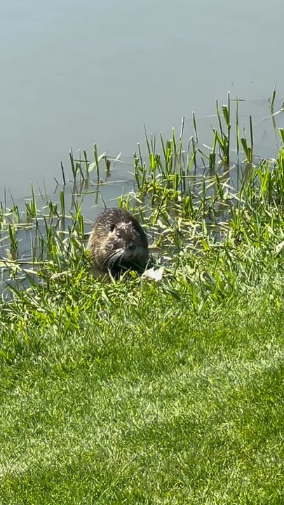 Premier RV Resorts - Nutria - Campgrounds Near Me - Eugene, Oregon