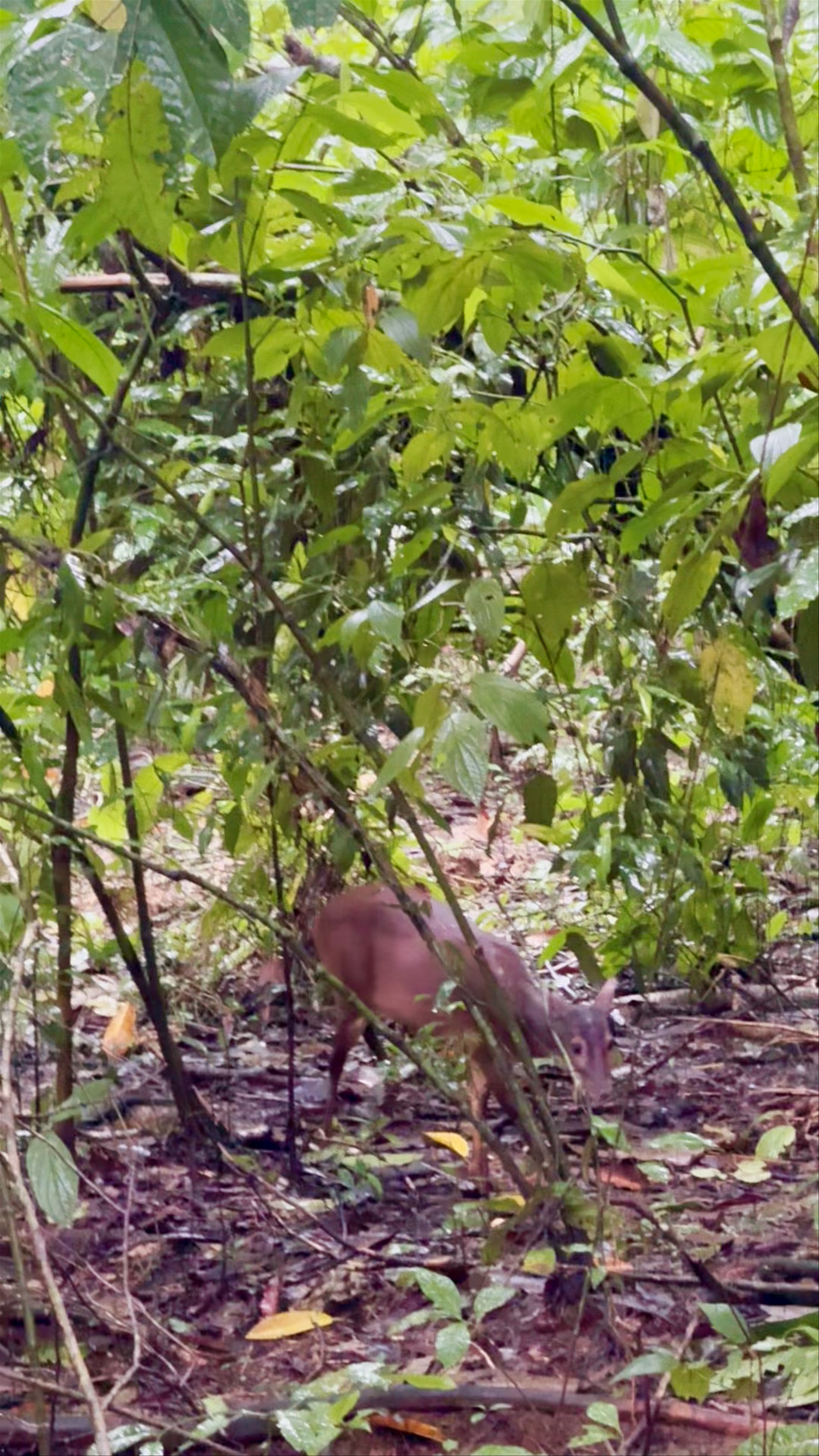 Wildlife Encounter: Curious Brocket Deer in Corcovado National Park, Costa Rica