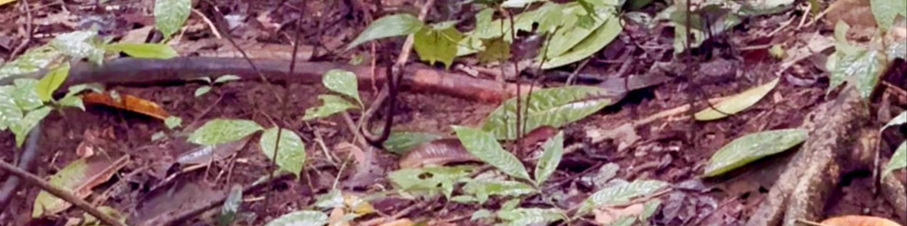 Corcovado National Park