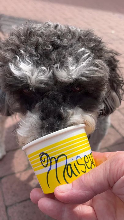 Collar and Bone - Maizy loving her bacon ice cream - Pet Stores Near Me - Cape May, New Jersey