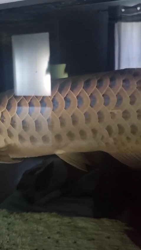 ND Fish Tank 6ft-2ft-2ft