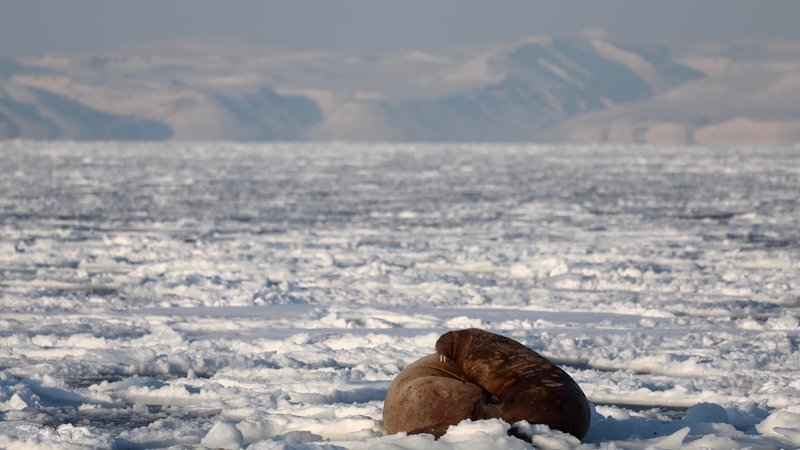 Walruses Asleep poster