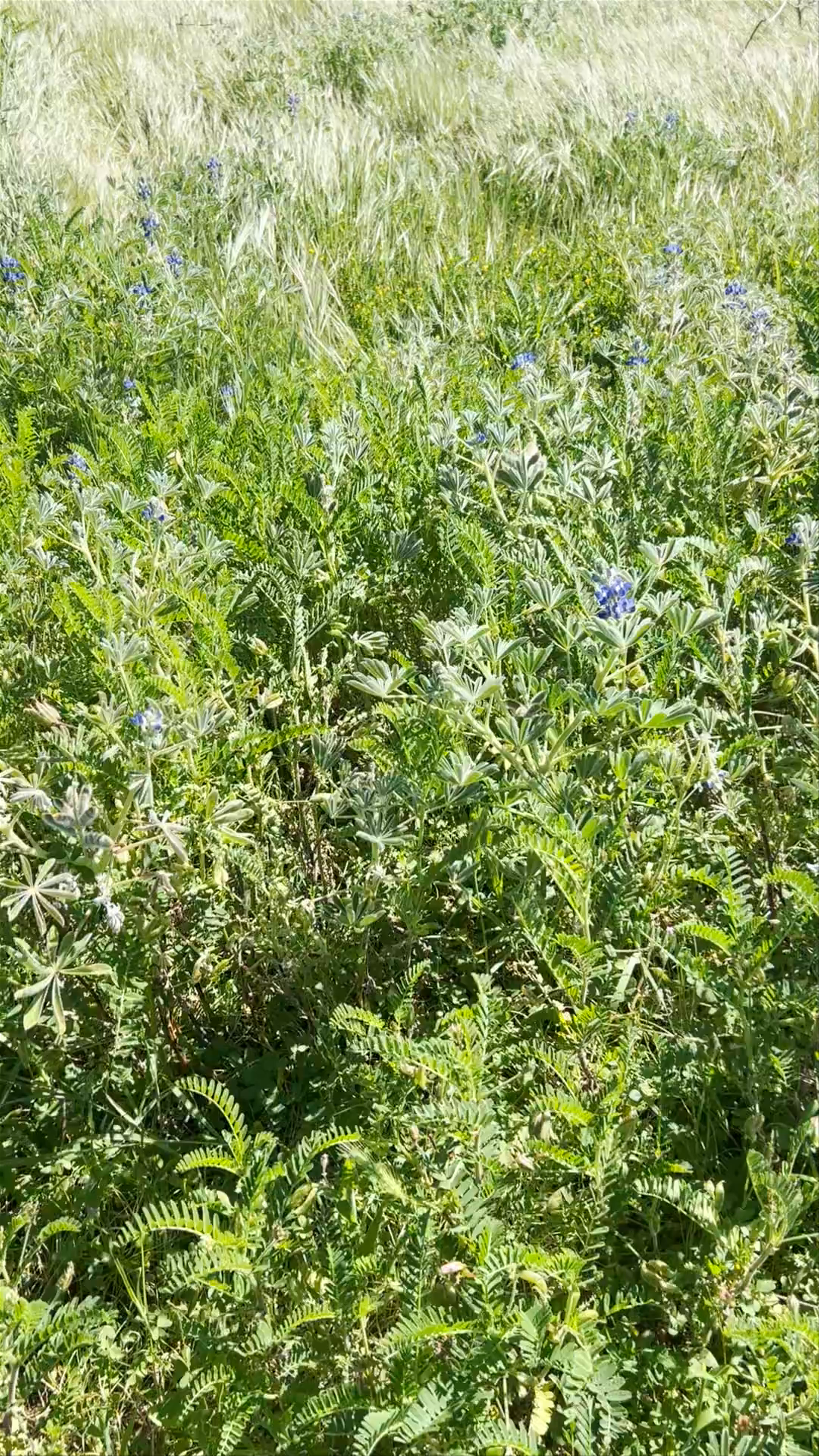 Passadiços da Ponta da Piedade