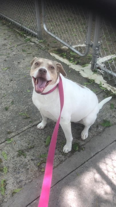 K9 Soul - Pet Training Near Me - Astoria, New York