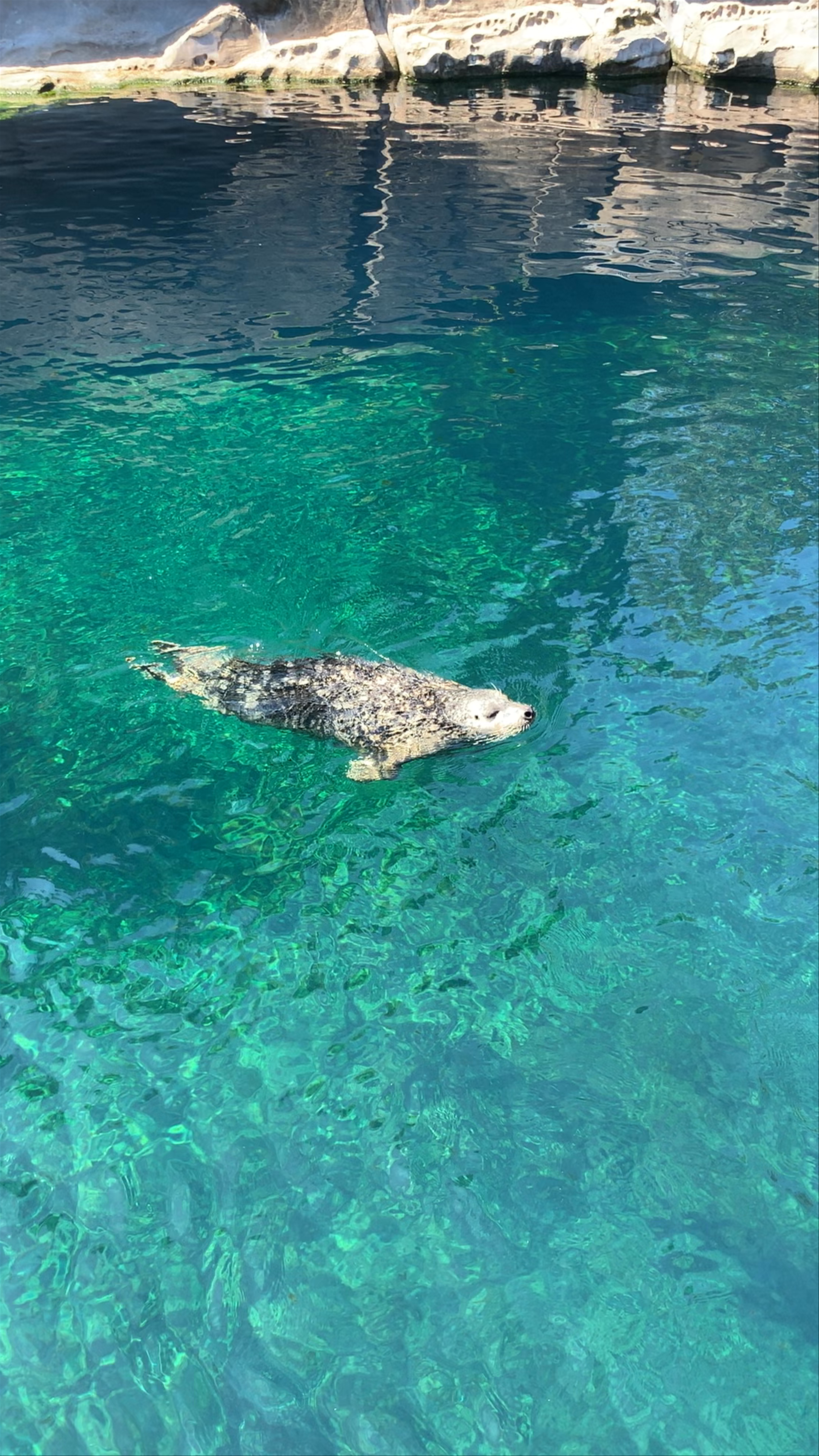 Playful Sea Otter at Vancouver Aquarium