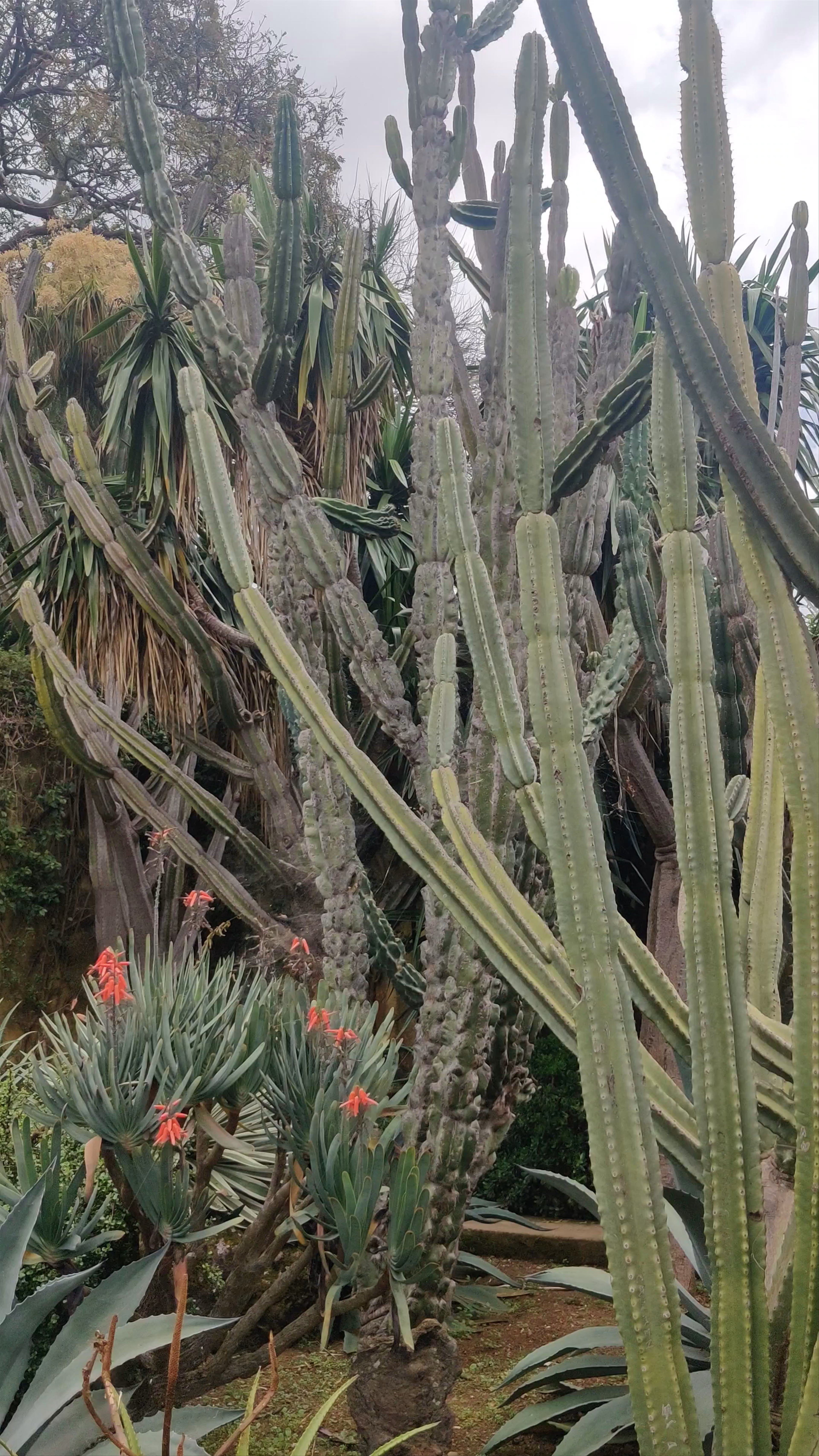 Jardim Botânico da Madeira