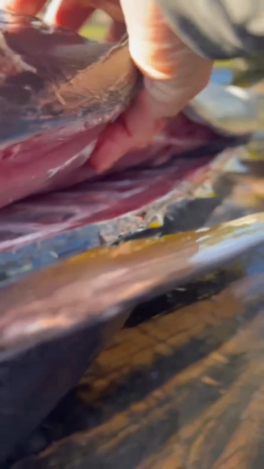 This is How to Fillet a Yellowfin Tuna.
